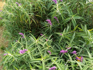 紫色花卉绽放于绿植间