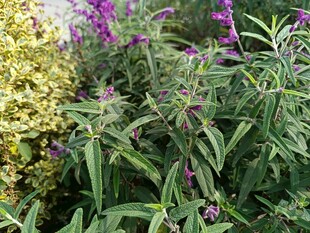 紫色花卉与绿植相映成趣