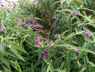 紫色野花绽放于草丛间