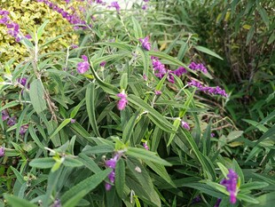 紫色花卉与绿叶植物景观