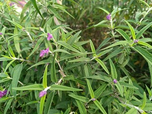 绿叶丛中的紫色小花