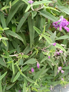 绿叶间的紫色小花绽放