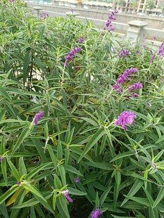 紫色花卉绿植景观