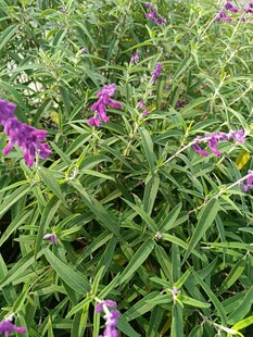 紫色花卉绿植景观