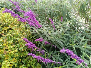 紫色花卉绽放于绿植间