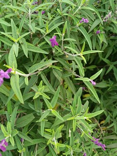 绿叶间的紫色小花