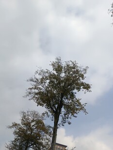 天空下的挺拔树木