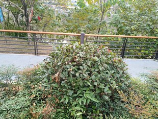 路边堆积的杂乱植物