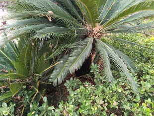 铁树与周边绿植景观