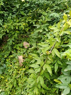 茂密绿植中的绽放花朵