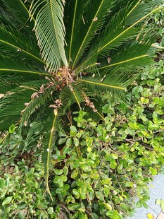 翠绿棕榈与繁茂绿植景观