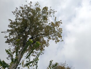 高耸大树映于多云天空