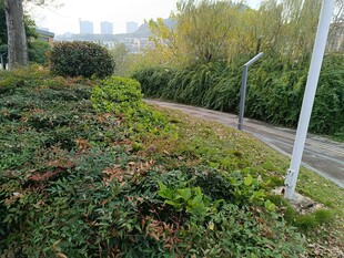 蜿蜒小径旁的繁茂绿植