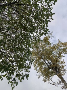 仰视绿树蓝天景象