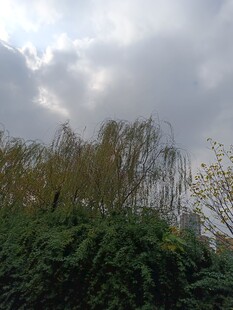 阴天中的绿植与树木景观