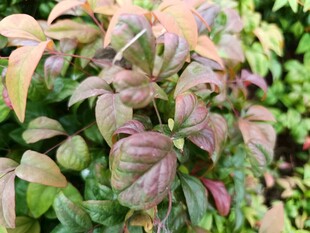 多彩叶片植物特写