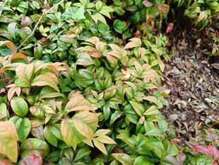 多彩爬藤植物景观