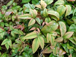 翠绿多彩的植物叶片