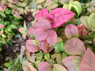 粉色叶片的多彩植物