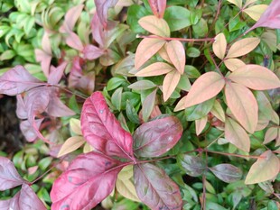 多彩斑斓的变色植物叶片