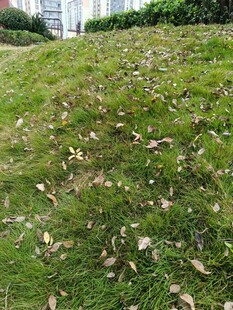 草地上散落的枯黄树叶