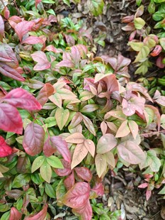 多彩斑斓的蔓生植物