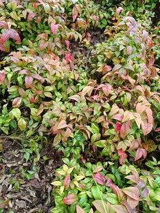 多彩斑斓的叶片植物景观