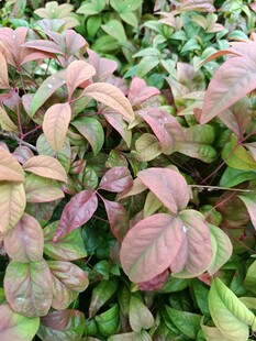 多彩叶片植物特写