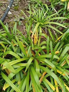 翠绿植物叶片特写