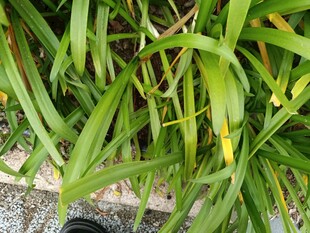 翠绿修长的植物叶片