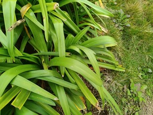 翠绿葱茏的宽叶植物