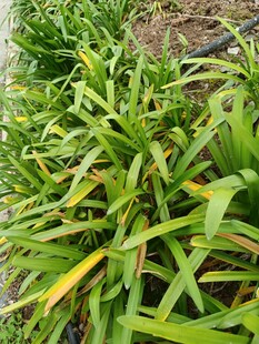 翠绿繁茂的绿植景观