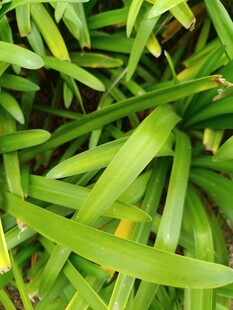 翠绿细长叶片植物特写