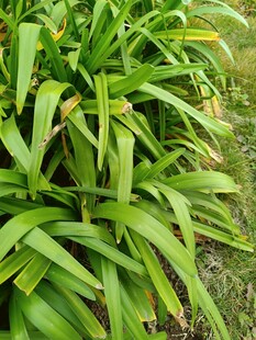 翠绿繁茂的长条状叶片植物