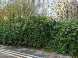 路边繁茂绿植景观