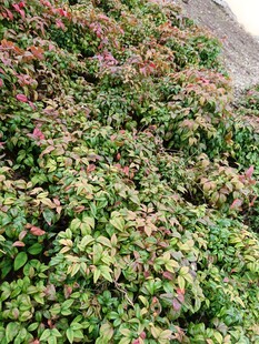 绿叶与红叶交织的植物景观