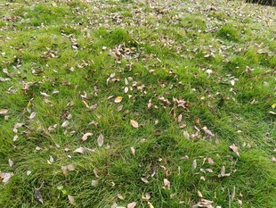 草地上散落的枯黄树叶