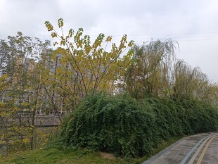 路边繁茂绿植景观