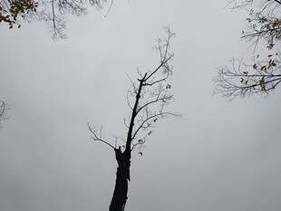 孤树挺立在灰白天空下