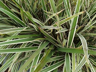 条纹绿叶植物特写