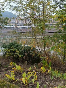 河畔秋景绿植