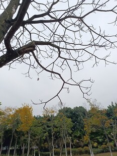 冬日枯树与远处的葱郁树林