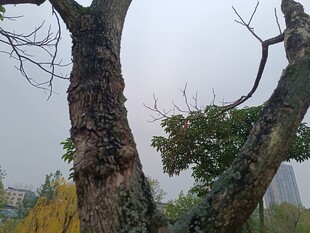 冬日枯树与绿叶景象