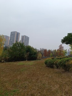 城郊草地与远处高楼景观