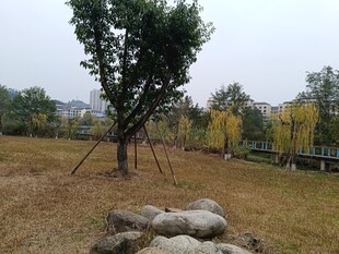 户外草地旁的孤树与石堆