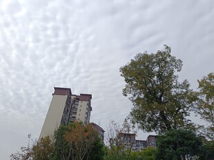 城市中树木与高楼的景致