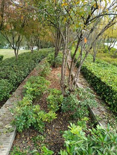 园林绿植景观小径