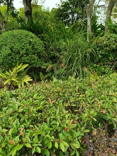 绿意盎然的花园植物景观