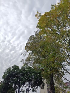 天空下的绿树景致