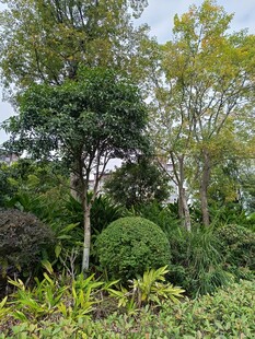 绿意盎然的园林景观